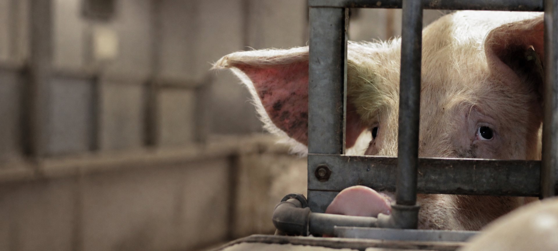 Factory farm pig