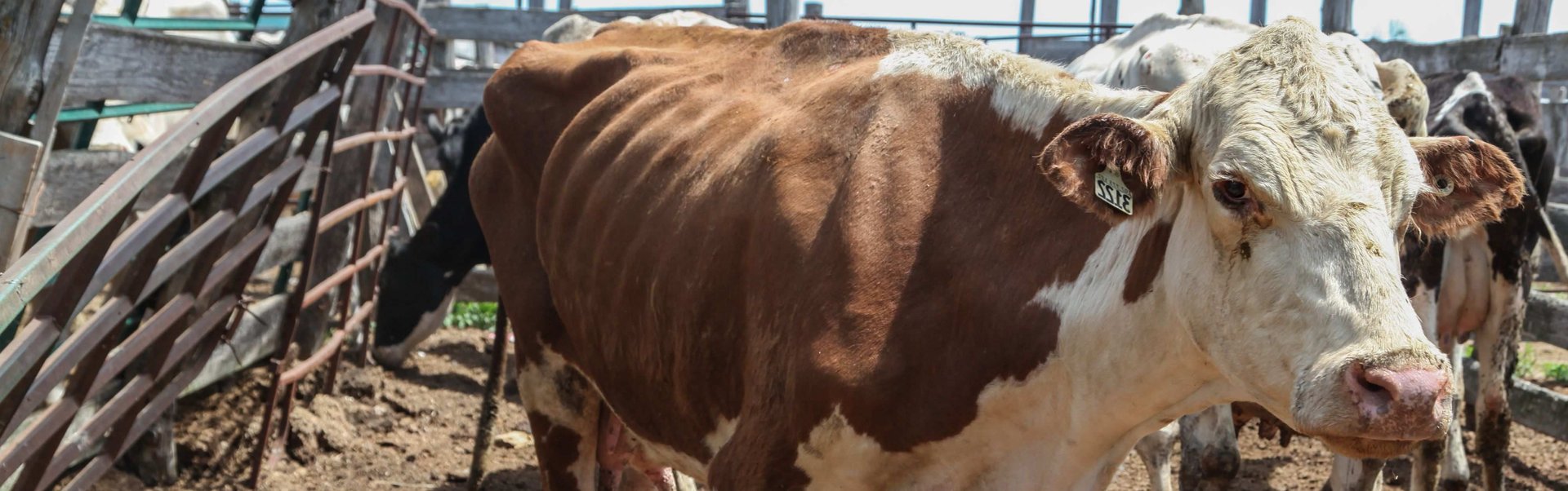 A cow on a factory farm appearing to be suffering from malnutrition