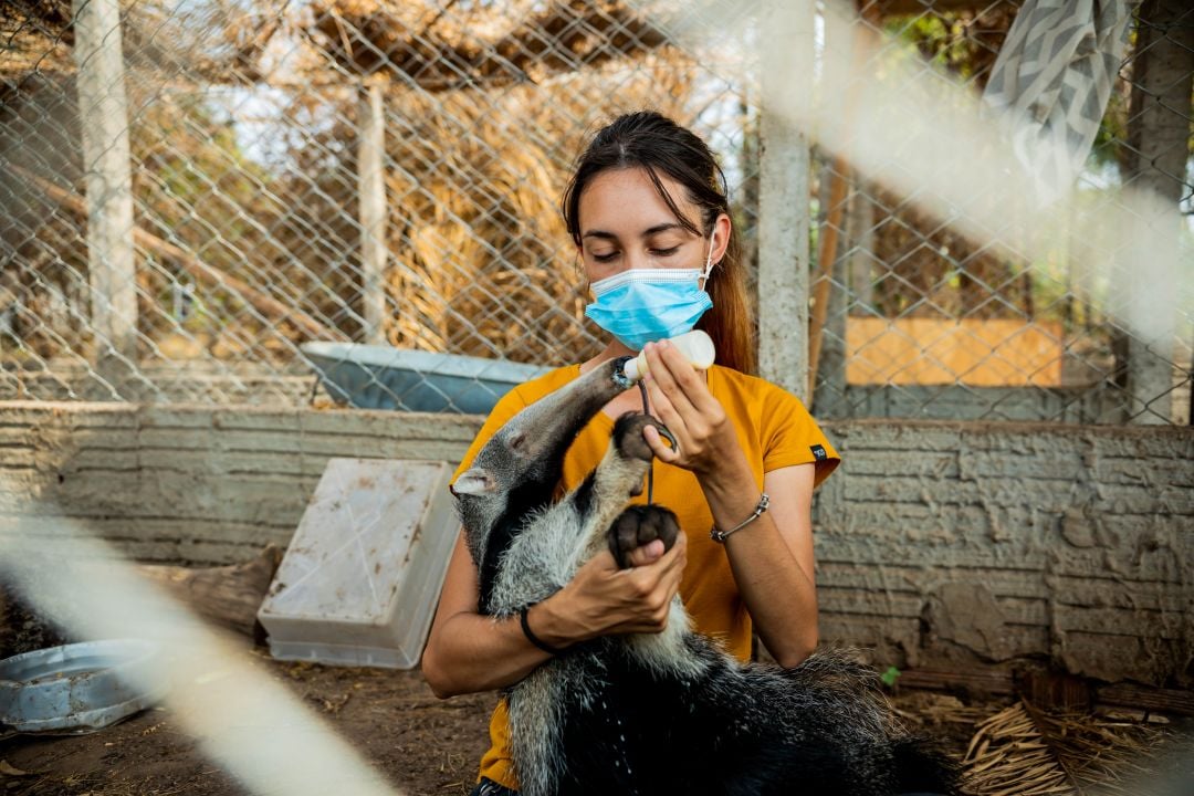 World Animal Protection team with a rescued anteater