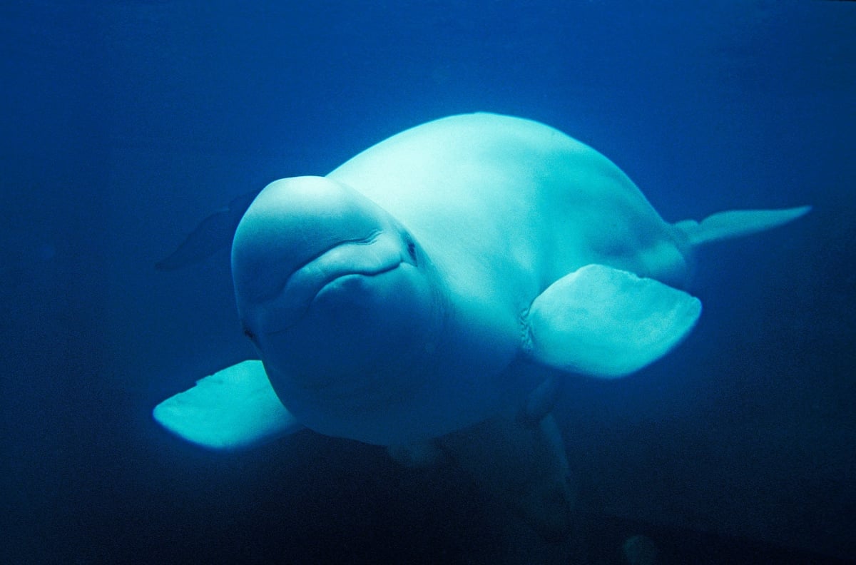 A beluga swimming in the wild