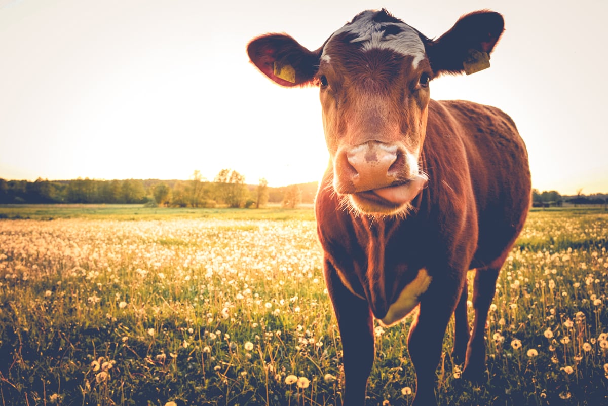 A cow standing in a field