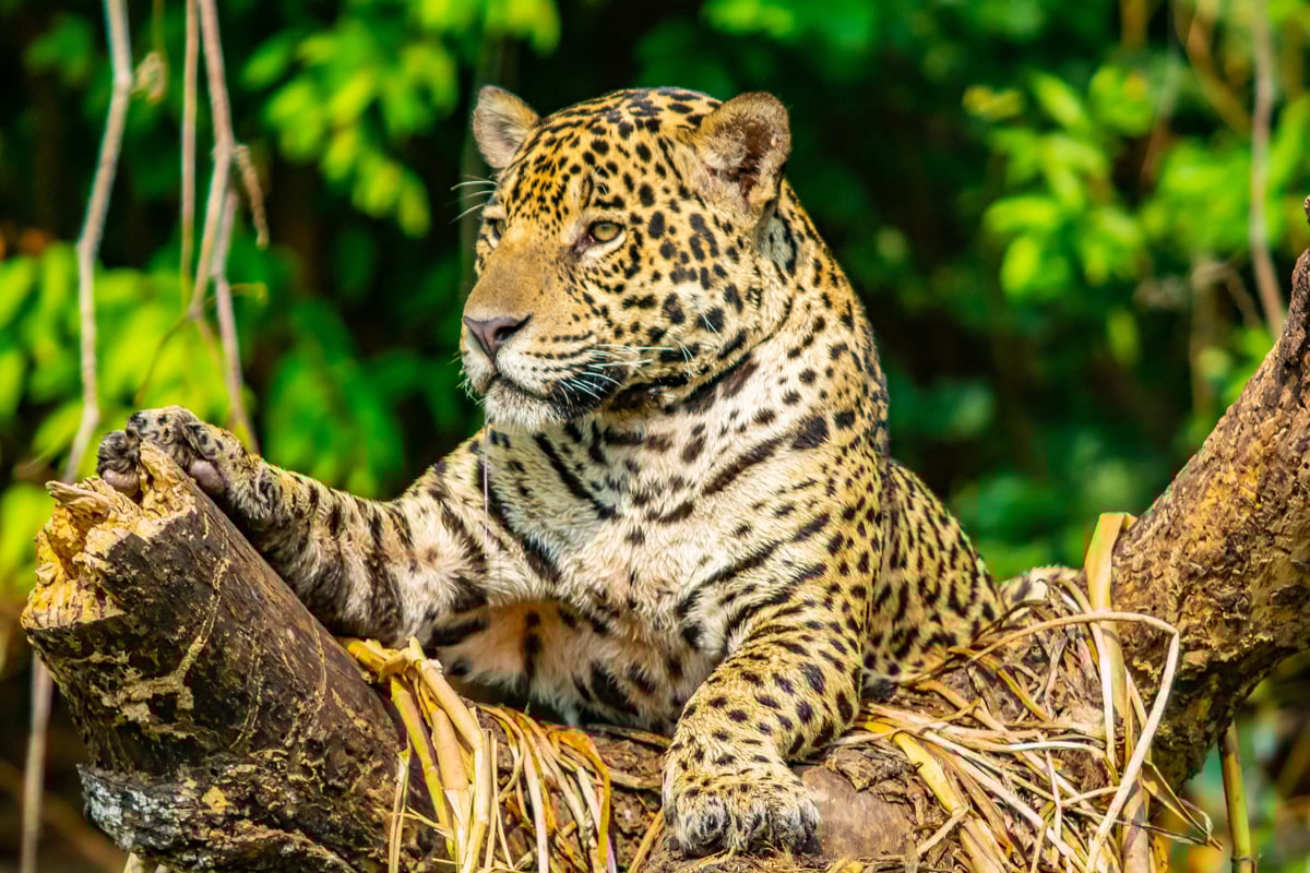 A jaguar in the wild