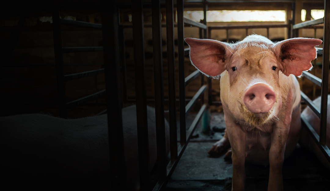 A pig in a factory farm