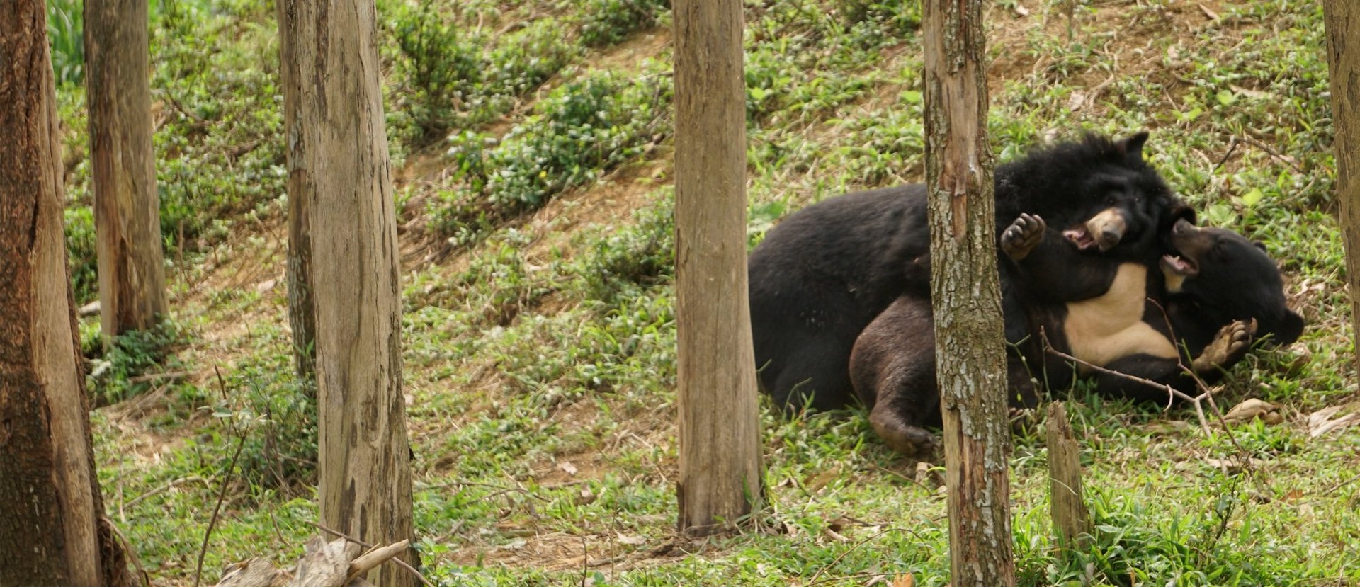 Rescued bears in sanctuary