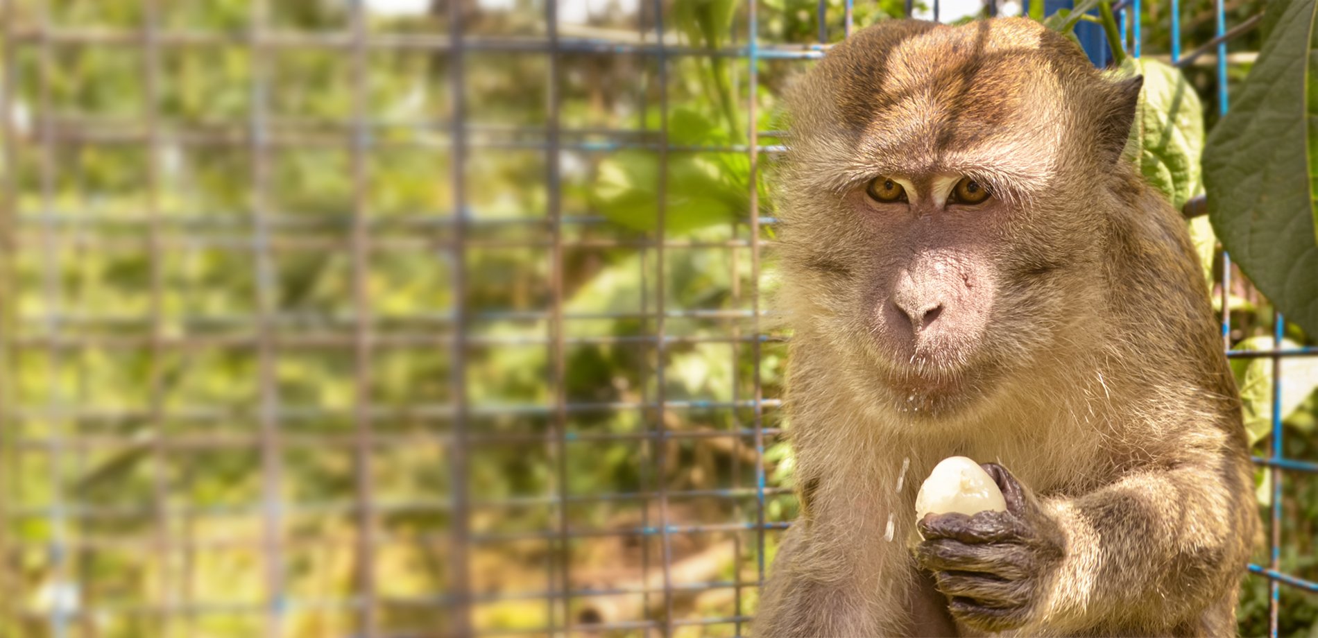 Jono rescued monkey