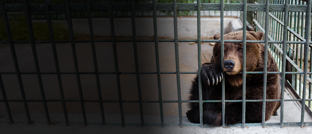A captive bear in a cage