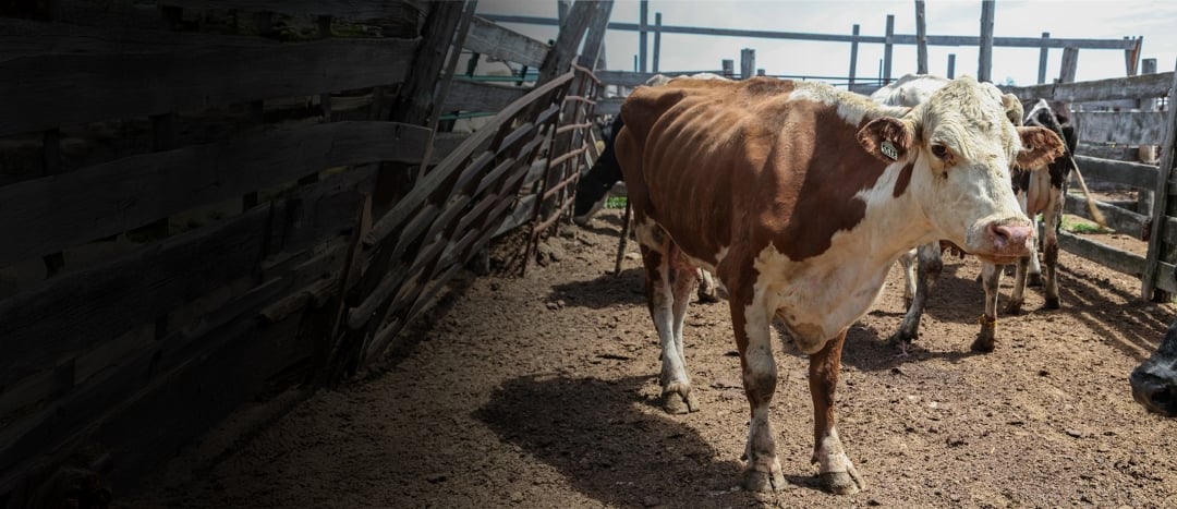 A cow on a feedlot