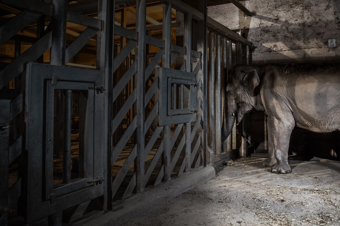 Elephant in captivity