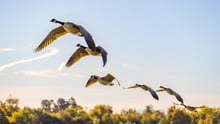 Canada geese flying in the wild