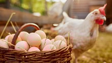 A basket of eggs with a chicken in the background