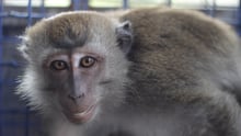 Rescued monkey in care