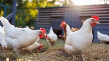 Chickens on a high-welfare farm