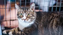 A cat in a shelter