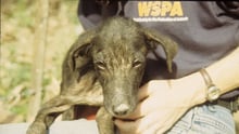 WSPA staff holding a dog