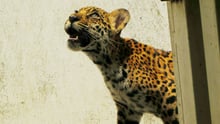 An orphaned jaguar cub