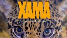Xama in the wake of the jaguar