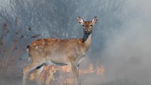 A wild deer in front of a wild fire
