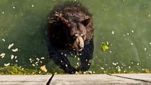 A captive bear at Marineland