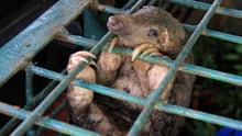 Pangolin in cage
