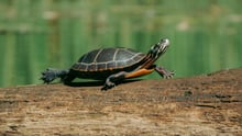 Painted turtle resting on on log