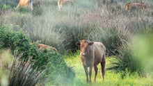 Brown cows in green field filled with wild grasses and flowers