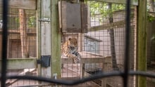 A jaguar at a roadside zoo