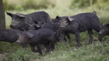 Pigs on a high welfare farm