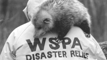 WSPA disaster relief team member carries an animal on back
