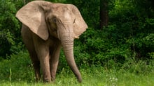 Single elephant in woodland
