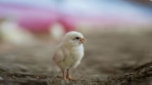 Chick at high welfare chicken farm. Credit: Valerie Kuypers