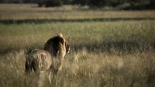 Wild Lion grass