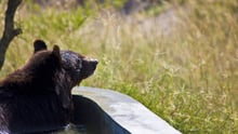 A bear at sanctuary