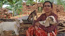 A lady holding a goat with two goats in the background