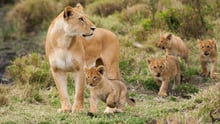 A lioness with her cubs in the wild