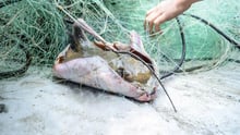 A manta ray entangled in ghost gear