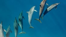 Dolphins swimming in the wild