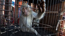A caged macaque at a wildlife market in Jakarta, Indonesia.