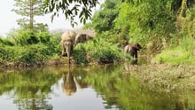 Rescued elephants in sanctuary