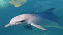A dolphin in captivity at Sea World, Australia.