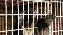 A bear in a cage on a bear bile farm