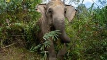 Mae Gorgae rescued elephant