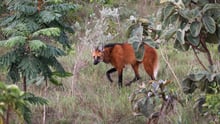 A maned wolf