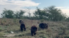 Bears at Balkasar Bear Sanctuary
