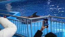 Dolphin performing in captivity