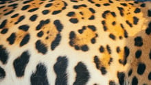 Xamã's jaguar fur pattern