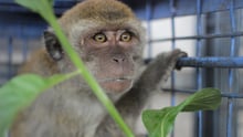 A monkey rescued from cruelty