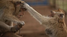 Rescued monkeys in care