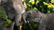 Mother and calf elephants in the wild
