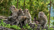 Macaque monkeys in the wild