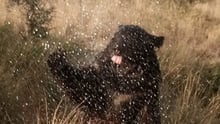 A rescued bear enjoying a rain shower
